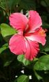 hibiscus flower