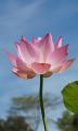 lotus flower