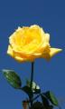 yellow rose