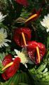 anthurium