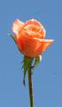 apricot rose