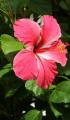 hibiscus flower