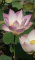 lotus flower