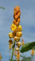 tropical flowers