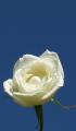 white rose