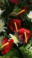 anthurium