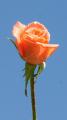 apricot rose