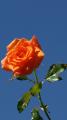 apricot rose