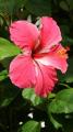 hibiscus flower