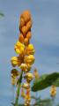 tropical flowers