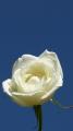 white rose