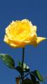 yellow rose