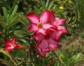 exotic flowers - desert rose