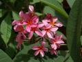 Fleurs éxotiques - Fonds d'écran