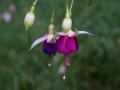 Fleurs éxotiques