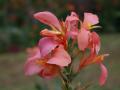 Canna indica rosé