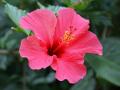 Hibiscus rouge