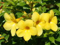 Allamanda jaune