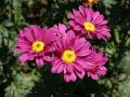 Marguerites purpureus