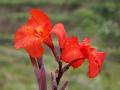 Canna indica rouge