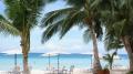 Island beach with palms