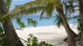 Beach view with palms