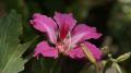 Bauhinia purpurea - fleur tropicale