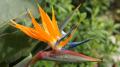 Bird of paradise