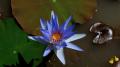 Blue water lily flower