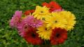 Fleurs de Gerbera