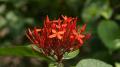 Ixora Coccinea