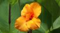 Orange canna