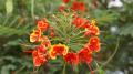 Peacock flower - Caesalpinia pulcherrima