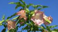 Brugmansia - rosé