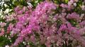 pink bougainvillea