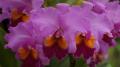 Cattleya pourpre