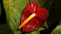 Anthurium rouge