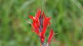 Fleur Canna rouge