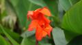 Fleur Canna rouge