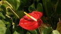 Fleur Anthurium rouge