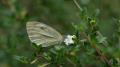 White flower with butterfly