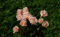 pink roses widescreen wallpaper