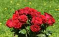 red roses widescreen wallpaper