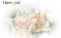 widescreen wallpaper beautiful tropical pink rose bouquet