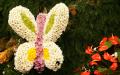 White blossom butterfly