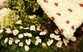 White Chrysanthemums and white Flamingo flowers