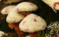 Blossom mushrooms made of white and pink Chrysanthemums