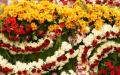 White and yellow Chrysanthemums with red roses