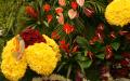 Yellow Chrysanthemums, red roses and red Anthurium flowers