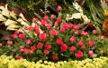 Red roses and white Calla Lilies